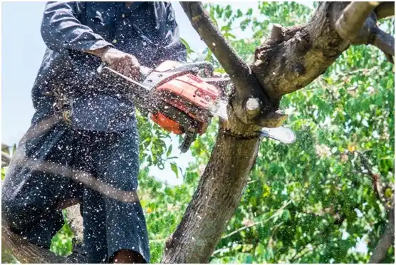 tree services Brice Prairie